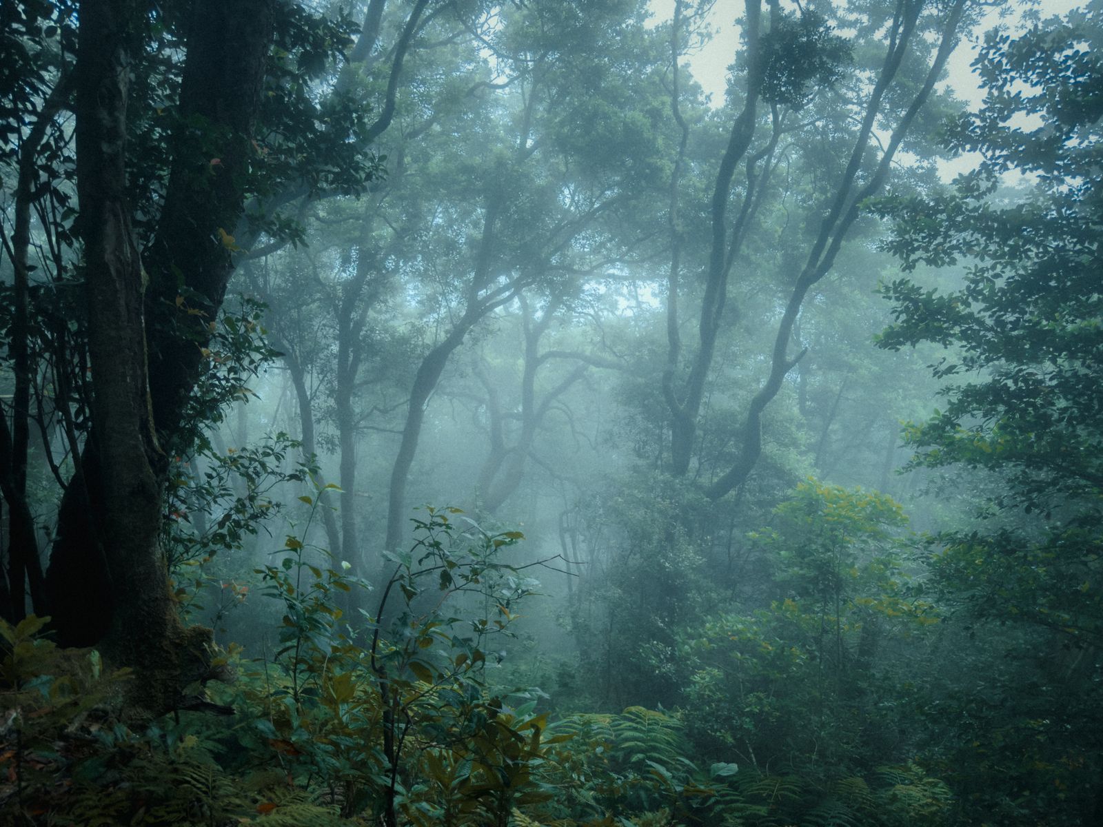 Costa Rica cloud forest