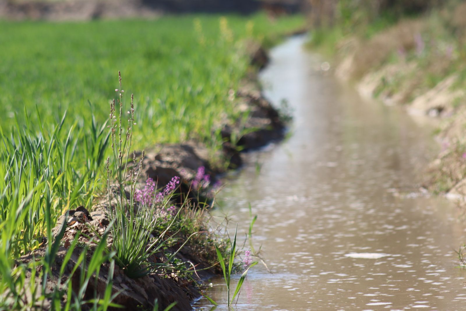friant kern canal sagging