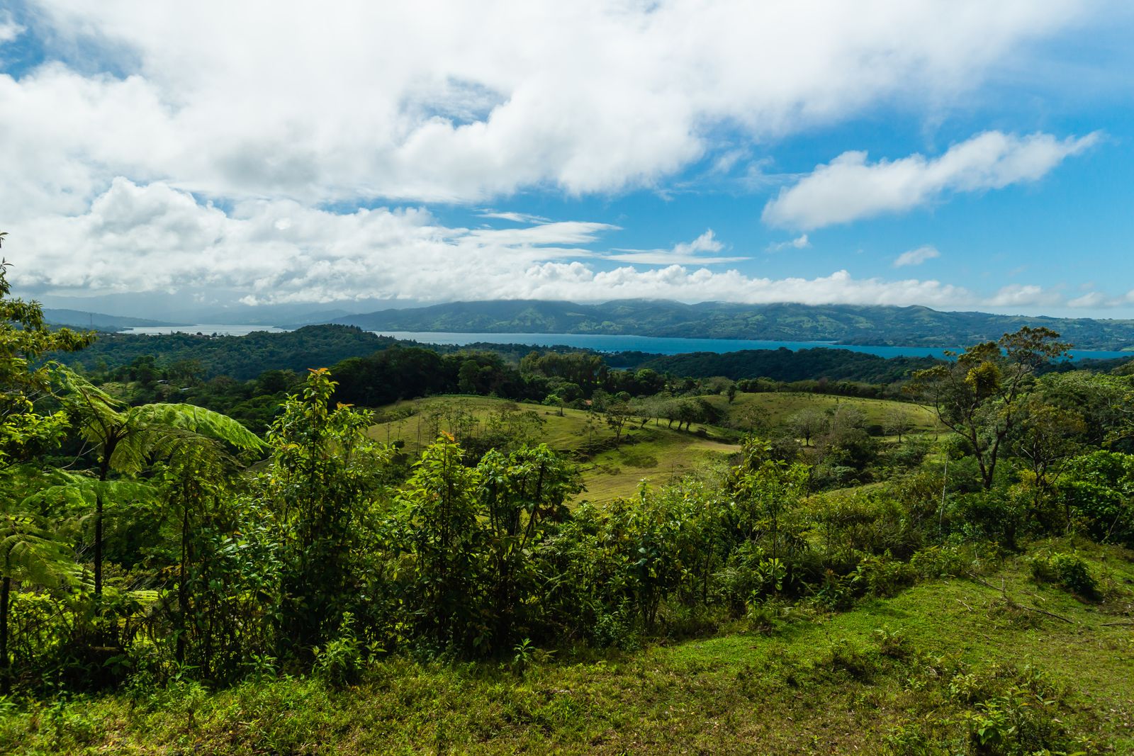 How did a Central American country smaller than West Virginia go from one of the worst deforestation rates on Earth in the 1980s to doubling its forest cover in a single generation?