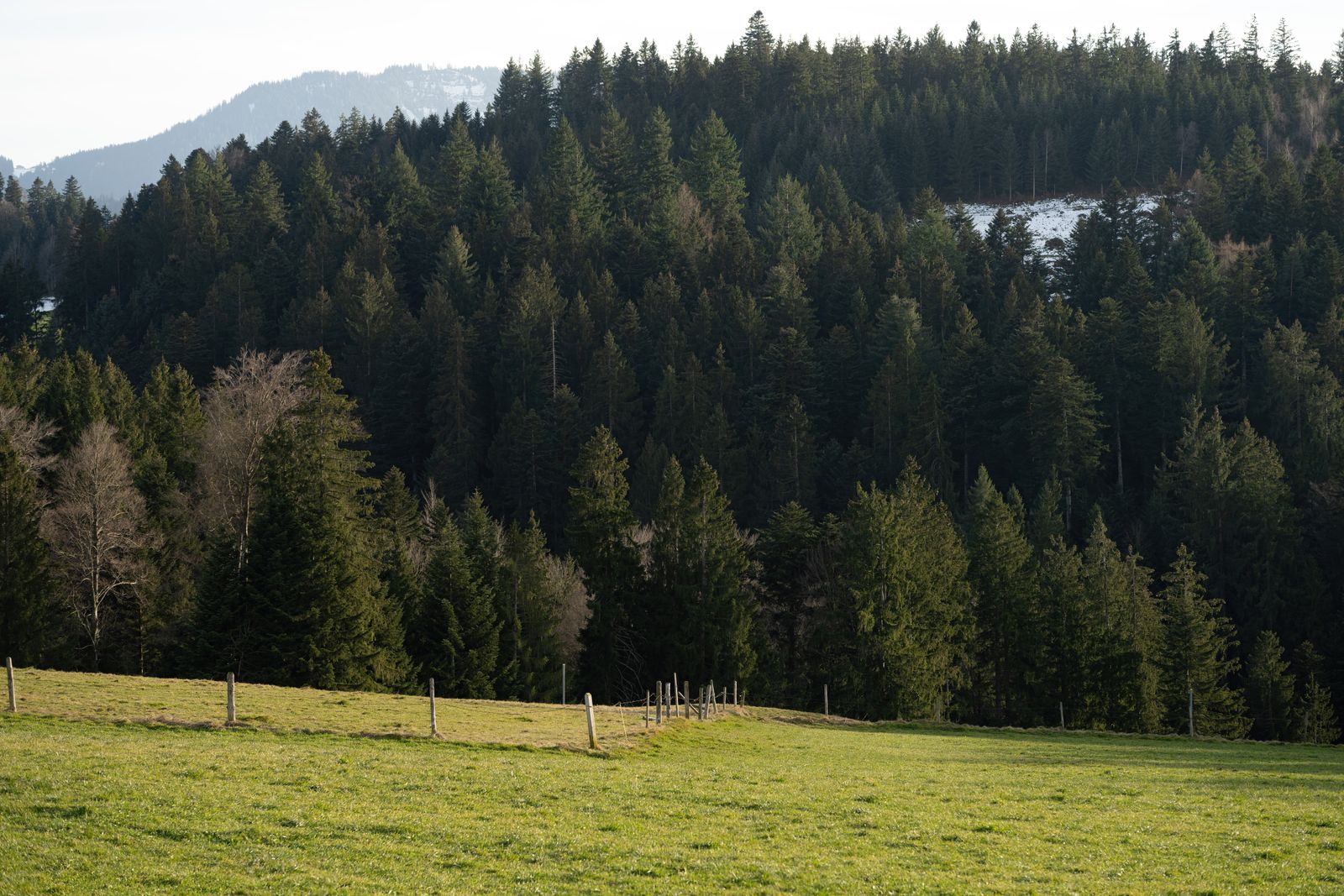 reforested pasture regeneration